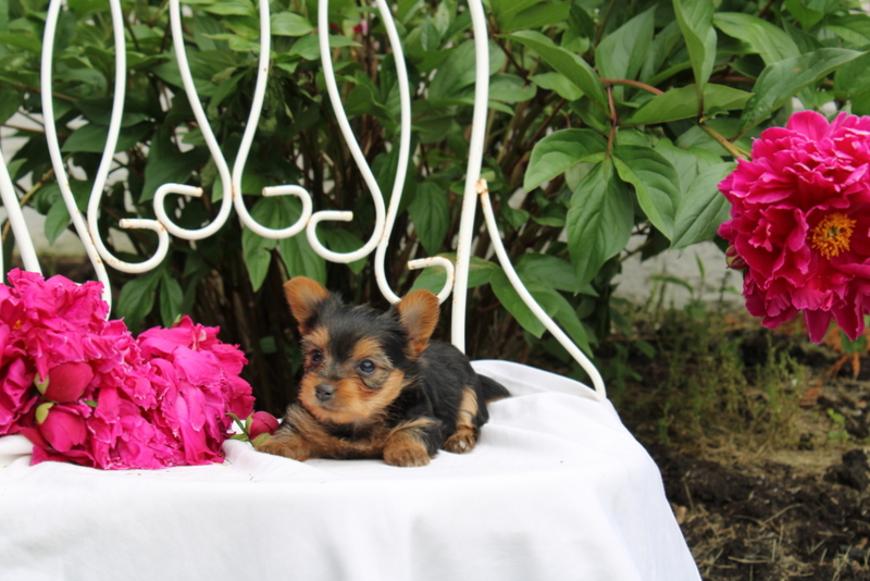puppy, for, sale, Yorkshire Terrier, Matthew B. Stoltzfus, dog, breeder, Gap, PA, dog-breeder, puppy-for-sale, forsale, nearby, find, puppyfind, locator, puppylocator, aca